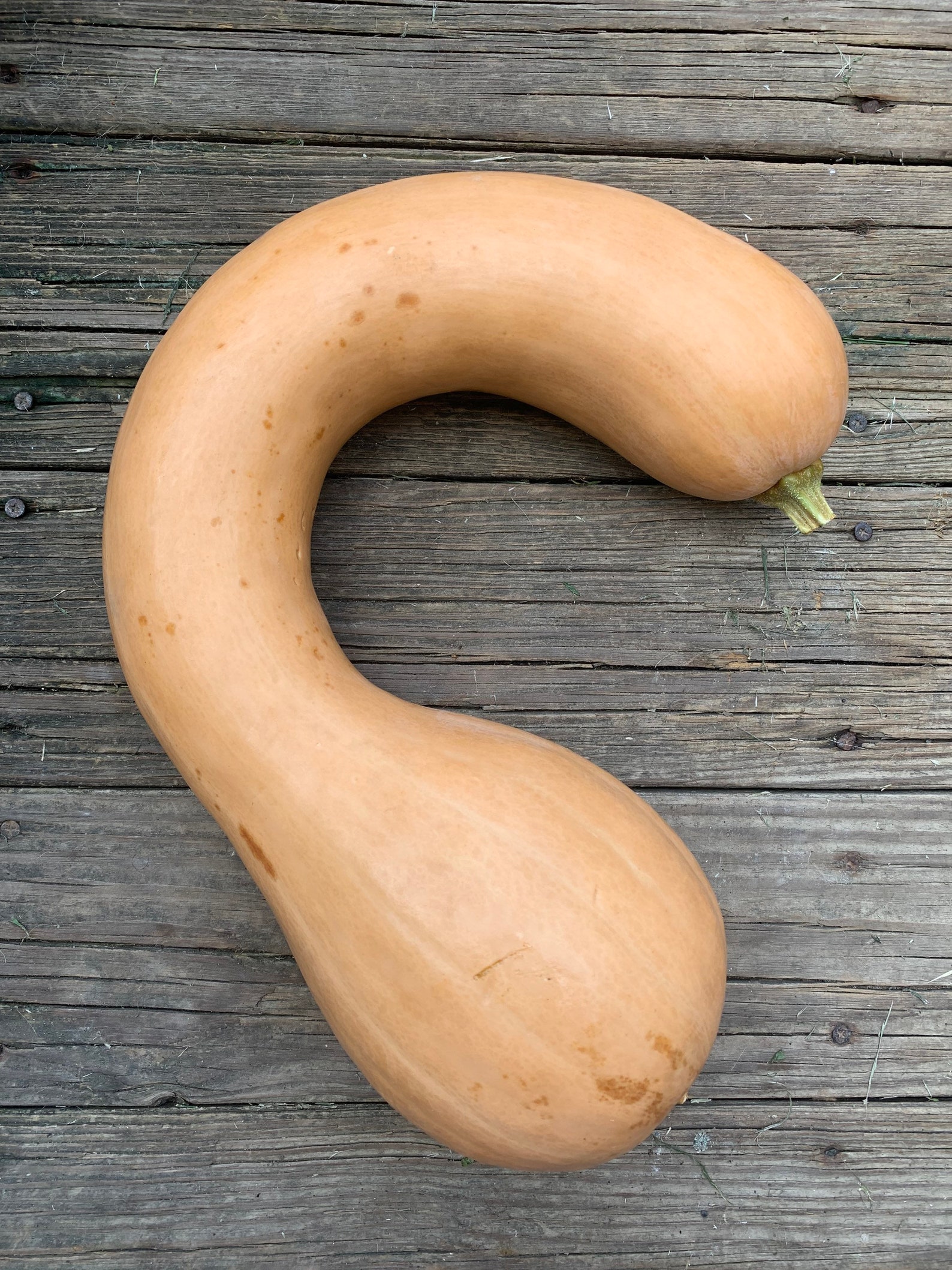 Pennsylvania Dutch Crookneck Squash Seeds Etsy