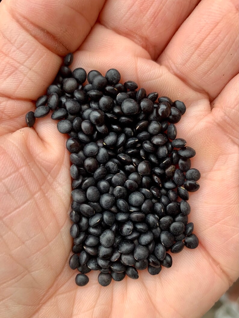 Black Beluga Lentil Seeds Etsy