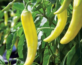 Sweet Banana Pepper Seeds