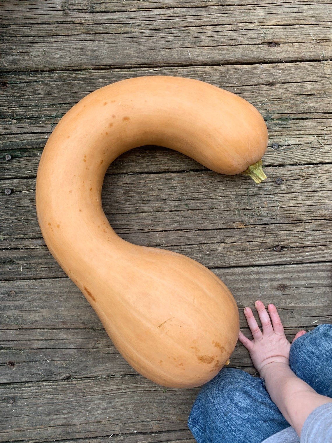 Pennsylvania Dutch Crookneck Squash Seeds Etsy