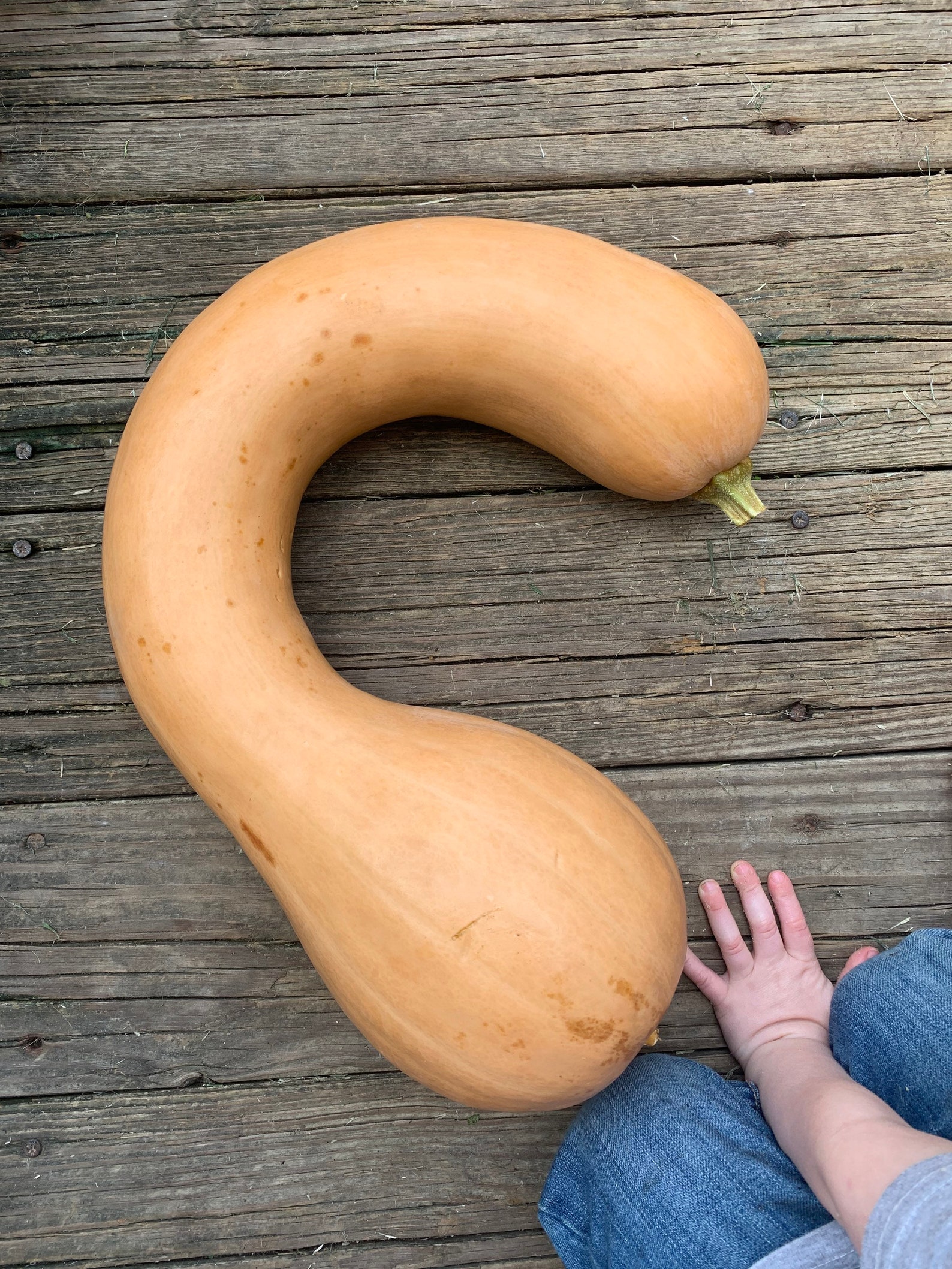 Pennsylvania Dutch Crookneck Squash Seeds Etsy