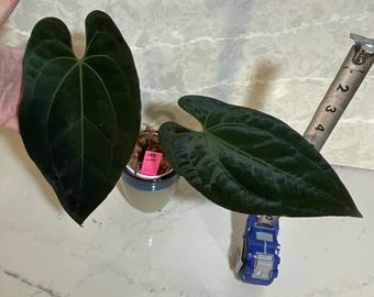 US SELLER! Anthurium Seedling Black Widow Michelle X Forgetii - Etsy