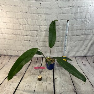 Philodendron Heterocraspedon 4" on moss  (USA seller, FLORIDA)