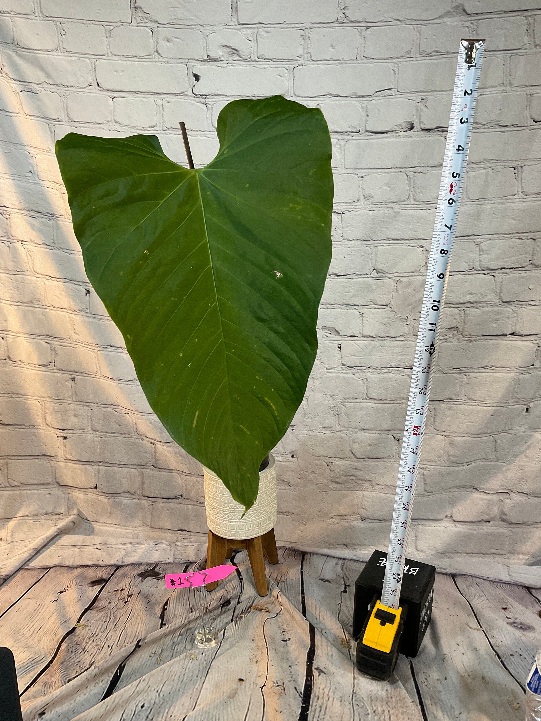 Anthurium Sp. 'cerro Azul' 4" on Moss (USA Seller, FLORIDA) - Etsy