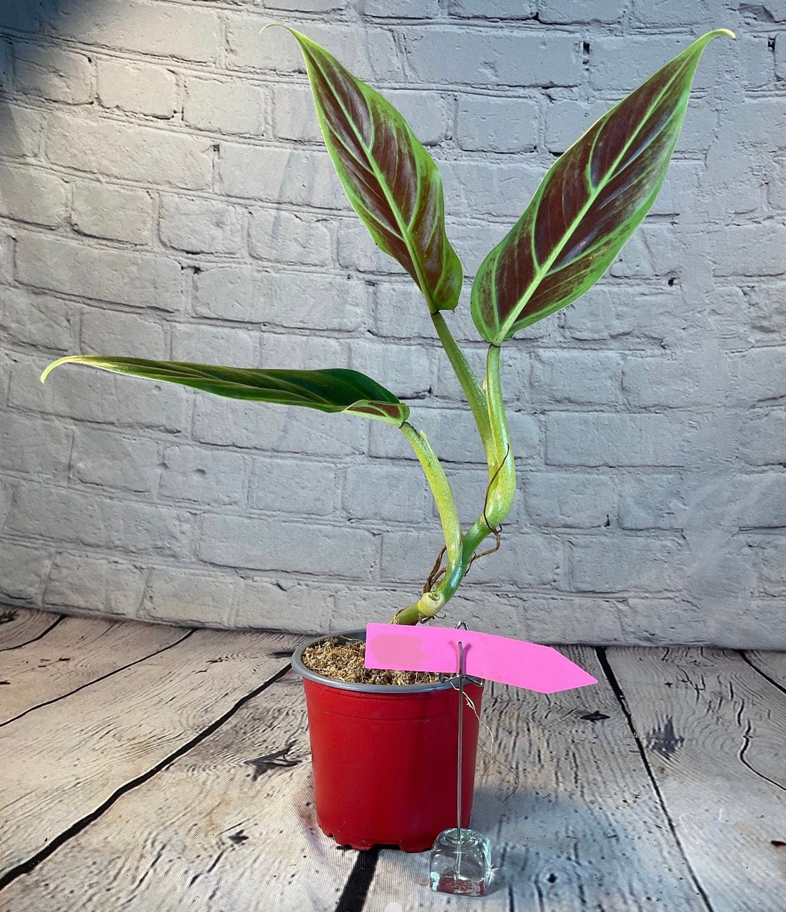 eranthemum plant Buy Eranthemum Red in Dubai (UAE)