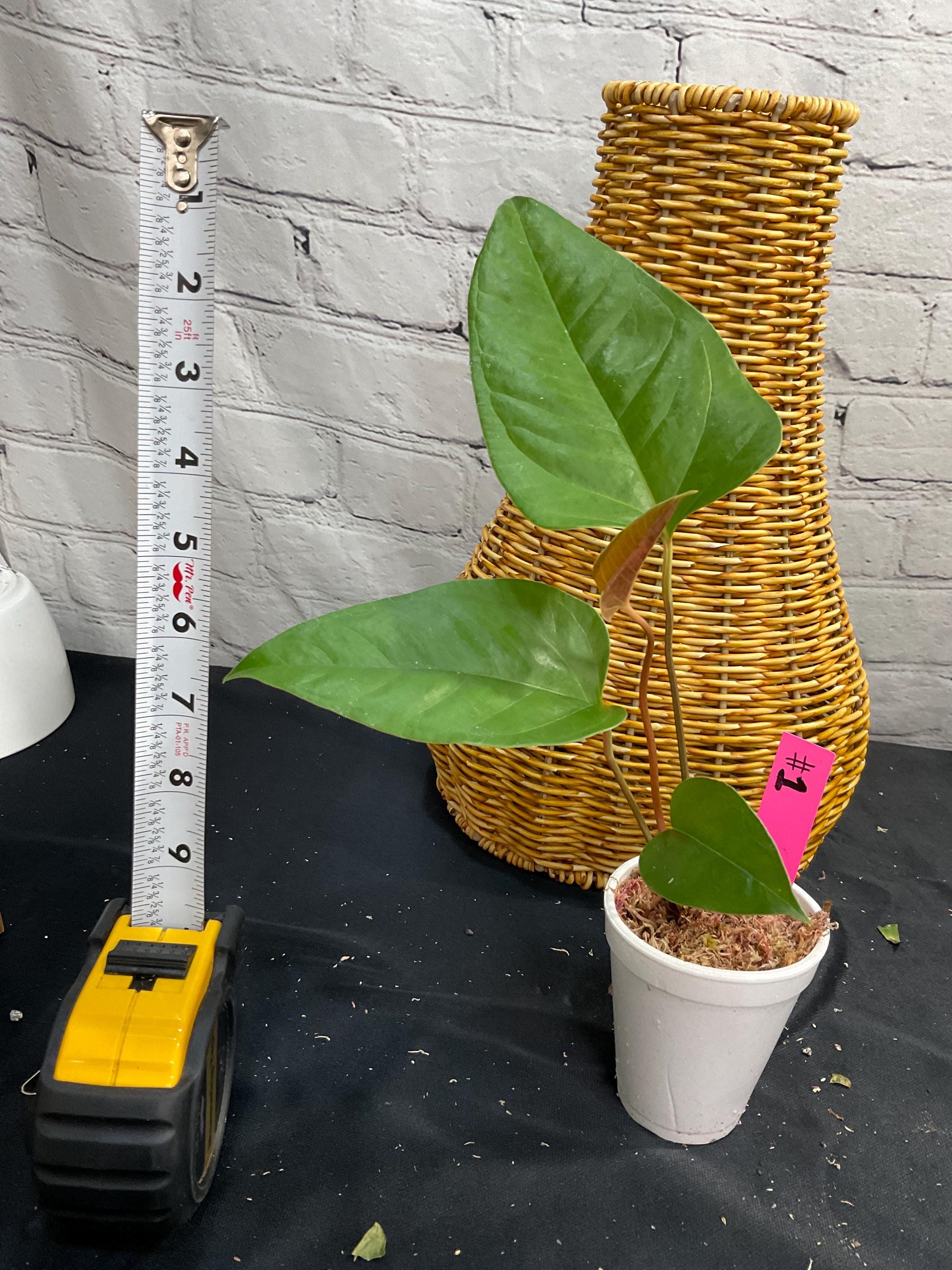 Anthurium sp. El Condor 3” on moss (USA Seller, Florida)