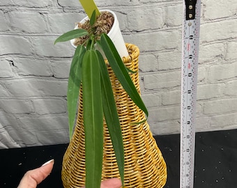 Anthurium Pallidiflorum 3" on moss  (USA seller, FLORIDA)