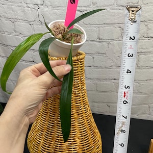 Anthurium Pendens 3&quot; on moss  (USA seller, FLORIDA)