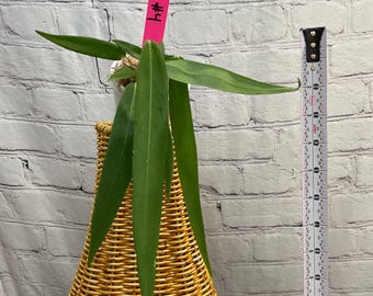 Anthurium Pallidiflorum  4" on moss  (USA seller, FLORIDA)