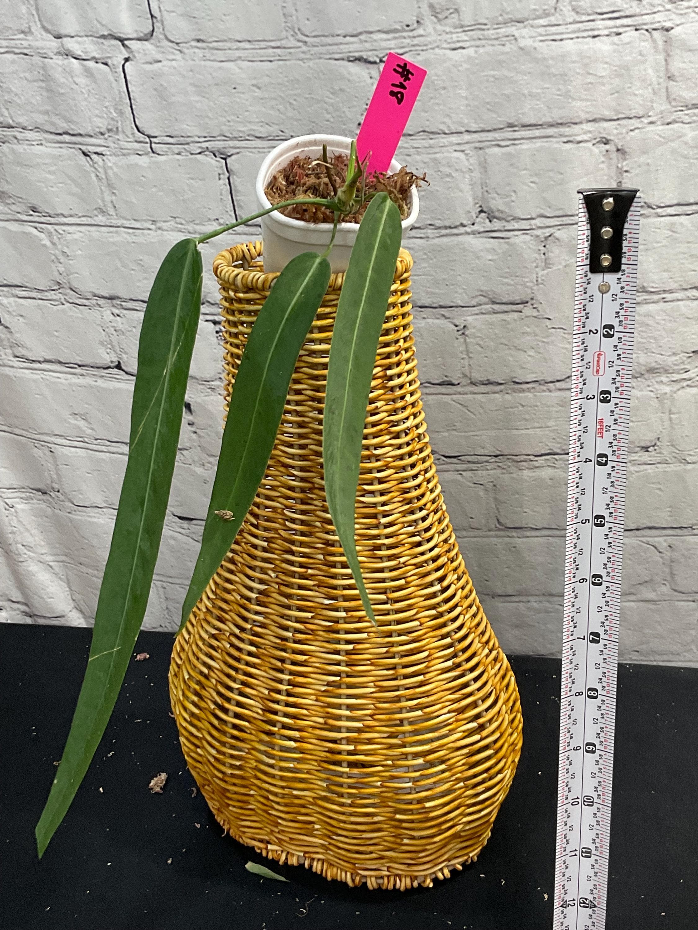 Anthurium Patriciae - Etsy