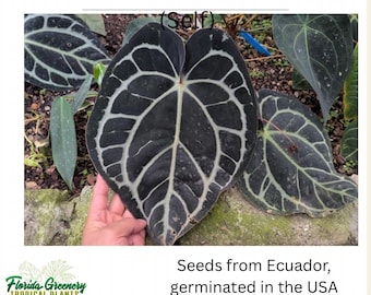Anthurium (carlablackiae x 'Ace of Spades') x carlablackiae