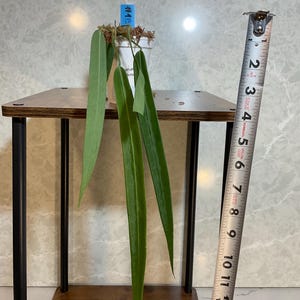 Anthurium Pallidiflorum  3" on moss  (USA seller, FLORIDA)