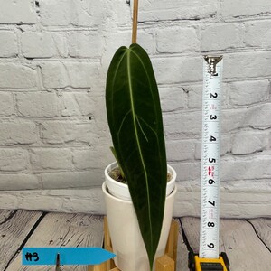 Anthurium Queen Warocqueanum Dark Narrow small 4" on moss  (USA seller, FLORIDA)