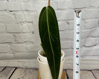 Anthurium Queen Warocqueanum Dark Narrow small 4" on moss  (USA seller, FLORIDA)