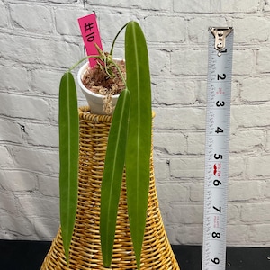 Anthurium Pallidiflorum  4&quot; on moss  (USA seller, FLORIDA)