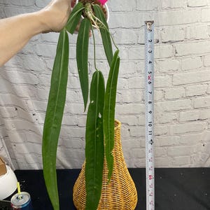 Anthurium Pallidiflorum  4&quot; on moss  (USA seller, FLORIDA)