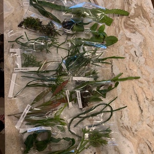 22 - Rhipsalis Cuttings Bundle with 22 species