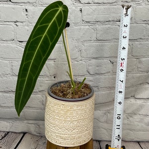 Anthurium Queen Warocqueanum Dark Narrow Small 4" on moss  (USA seller, FLORIDA)