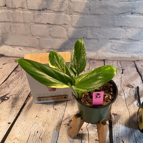 Monstera shops Standelyana Aurea 4