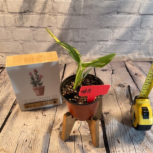 Monstera shops Standelyana Aurea 4
