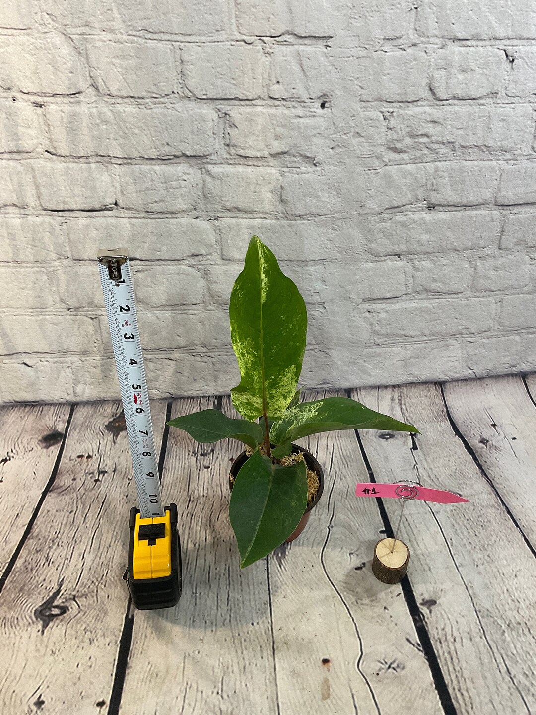 Anthurium Aff. Birdsnest on Moss USA Seller FLORIDA Etsy