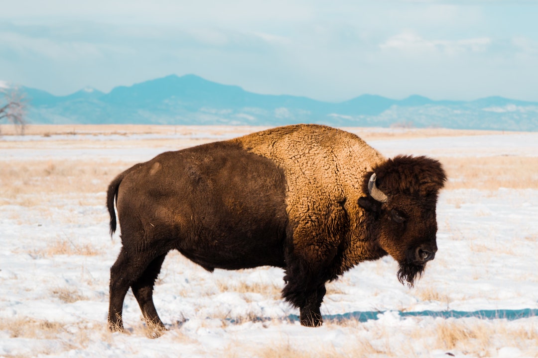 Large Bison Colorado Mountain Range Western Canvas, Multiple Sizes - Etsy