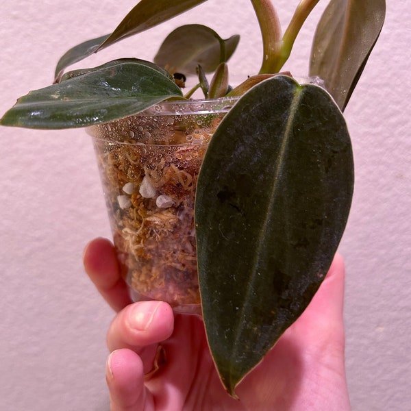 Philodendron Gigas Plant