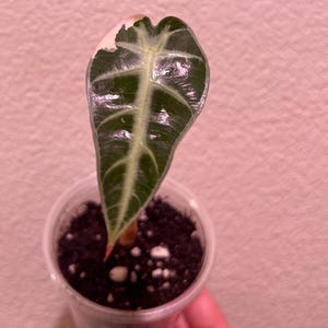 Alocasia Pink Bambino Large Pup