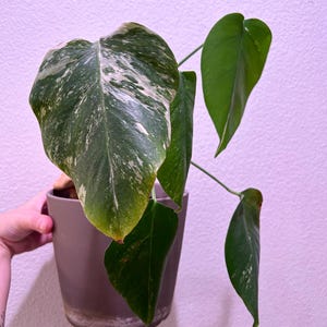 Monstera Albo FULL PLANT