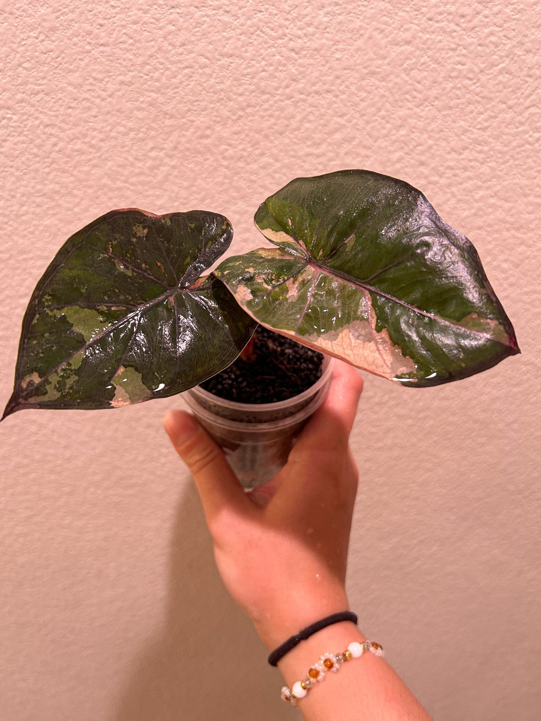 Alocasia Yucatan Princess Variegated Etsy