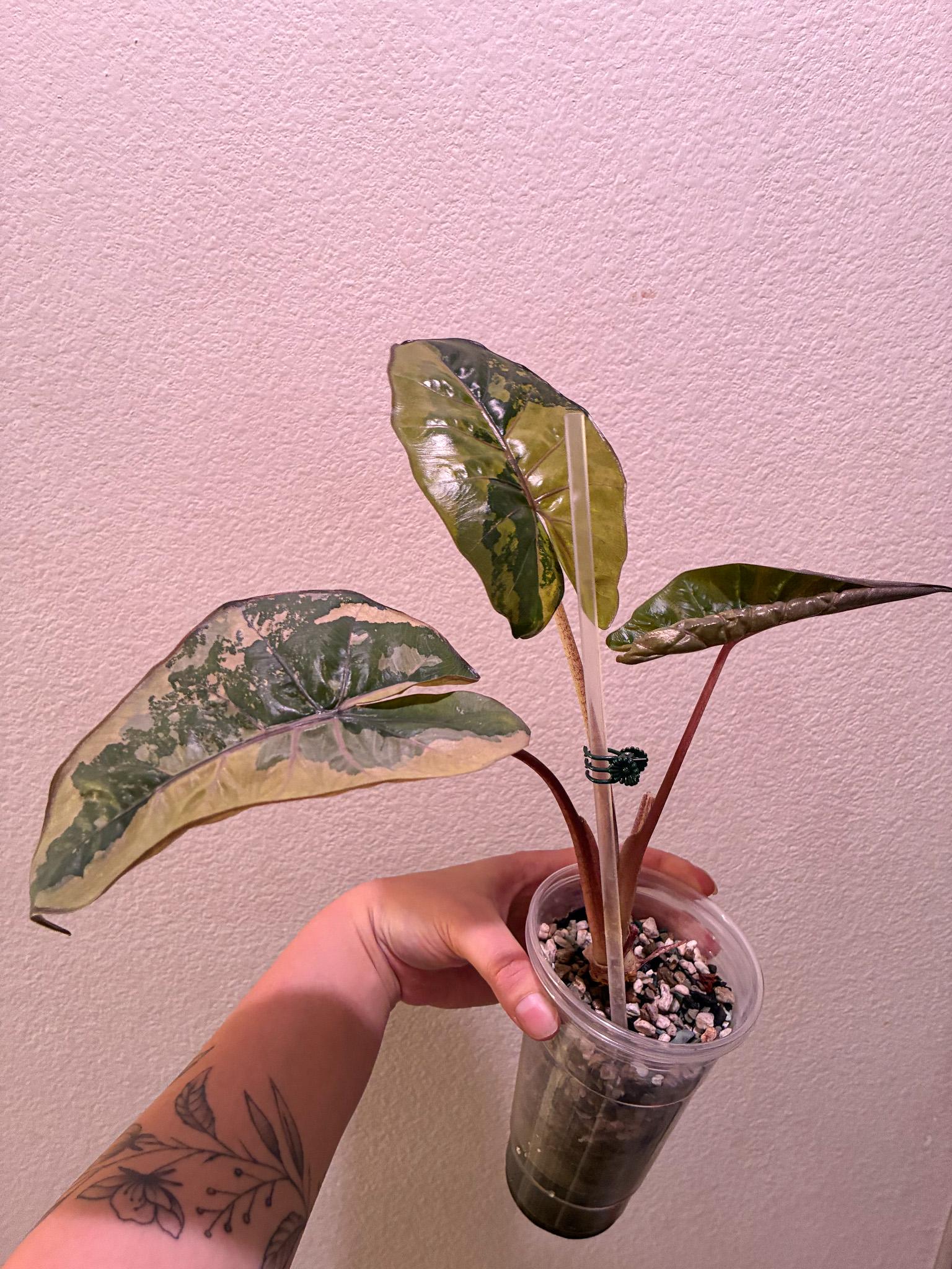 Alocasia yucatan princess - Etsy 日本
