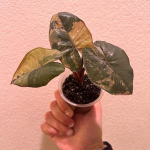 Alocasia Yucatan Princess Variegated