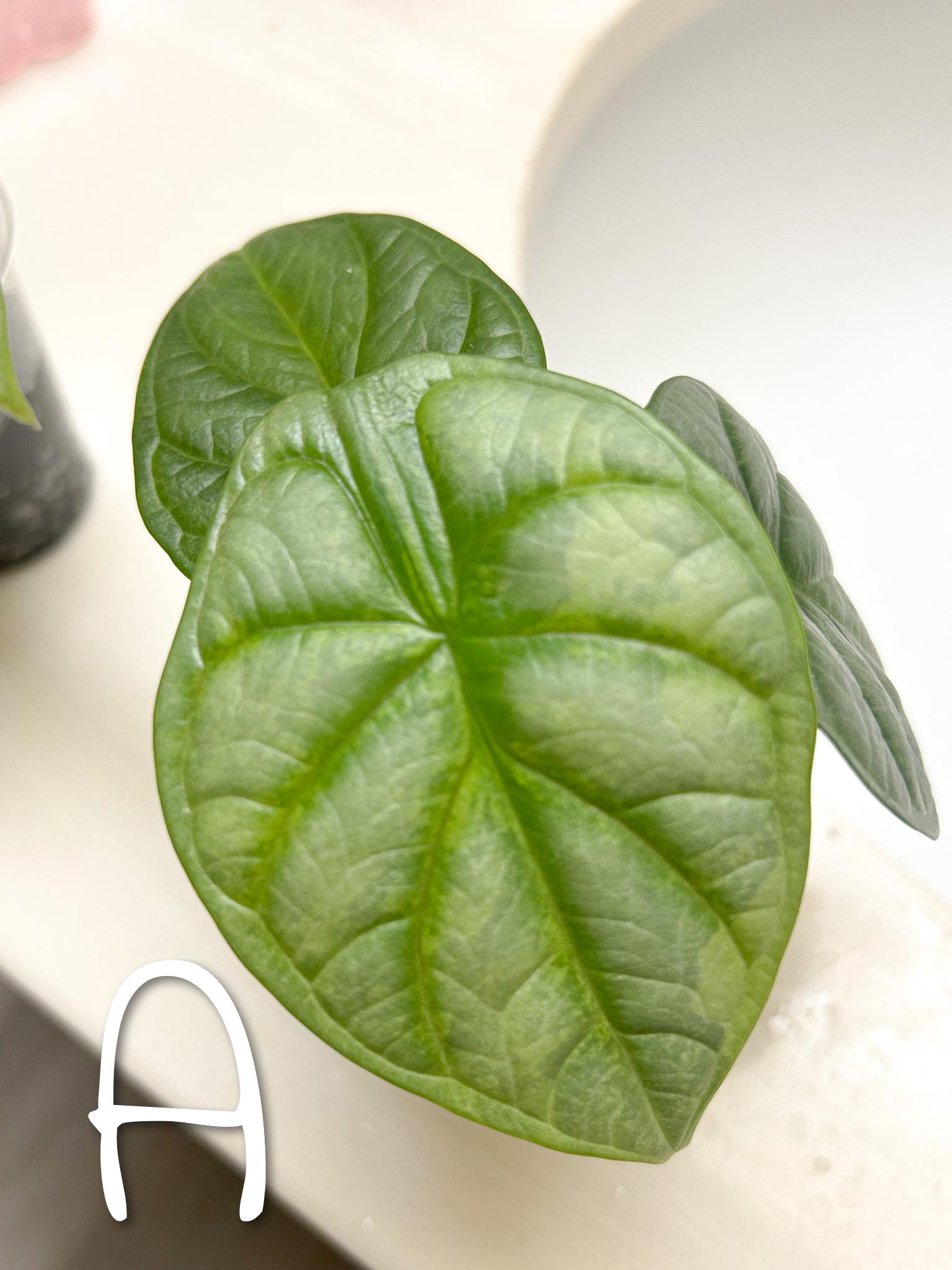 Alocasia Silver Dragon Aurea Variegated - Etsy