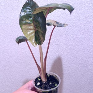 Alocasia Yucatan Princess Variegated