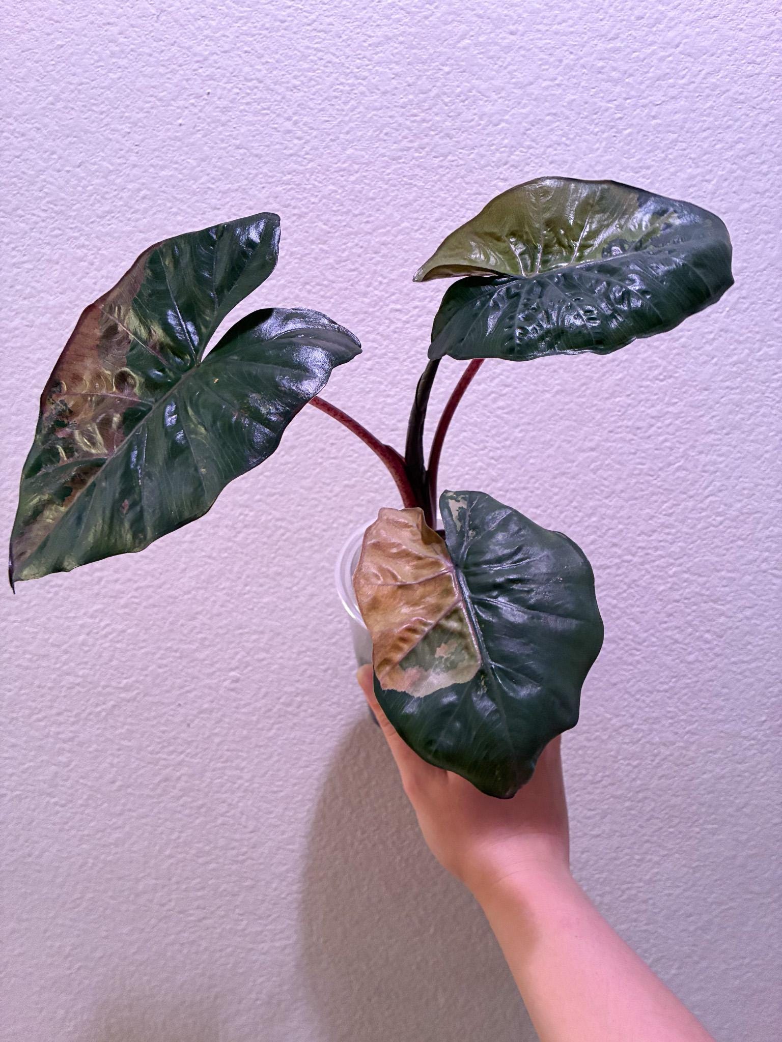 Alocasia yucatan princess - Etsy 日本