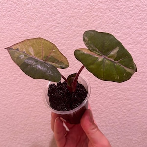 Alocasia Yucatan Princess Bont