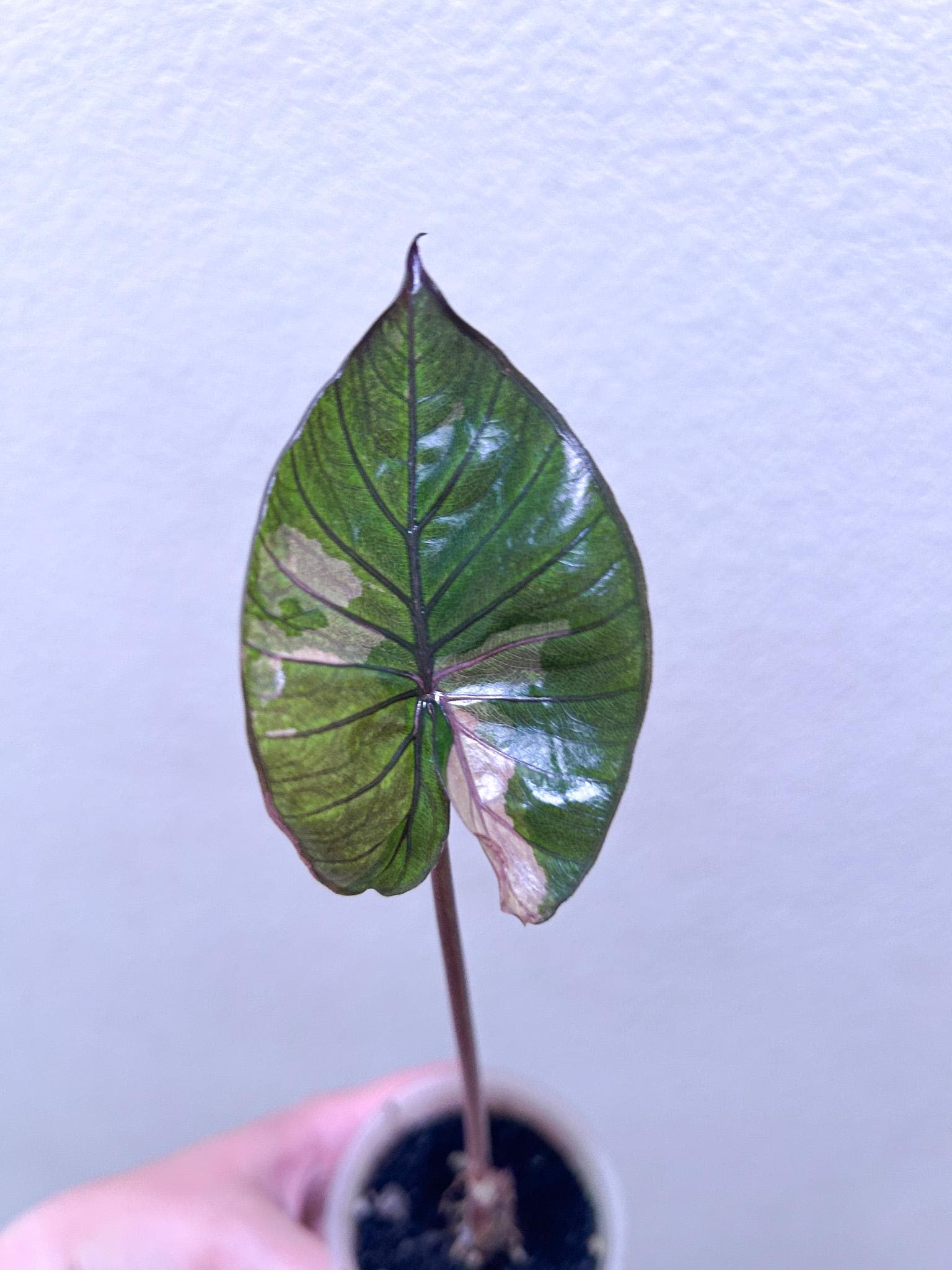 ク*ー様 アロカシア　セレンディピティ　ピンク斑入り Minarin＊House Plants Interior | 🌱Alocasia Serendipity