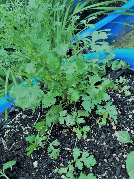 Cilantro slow Bolt Etsy