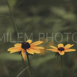 Black-eyed Susan