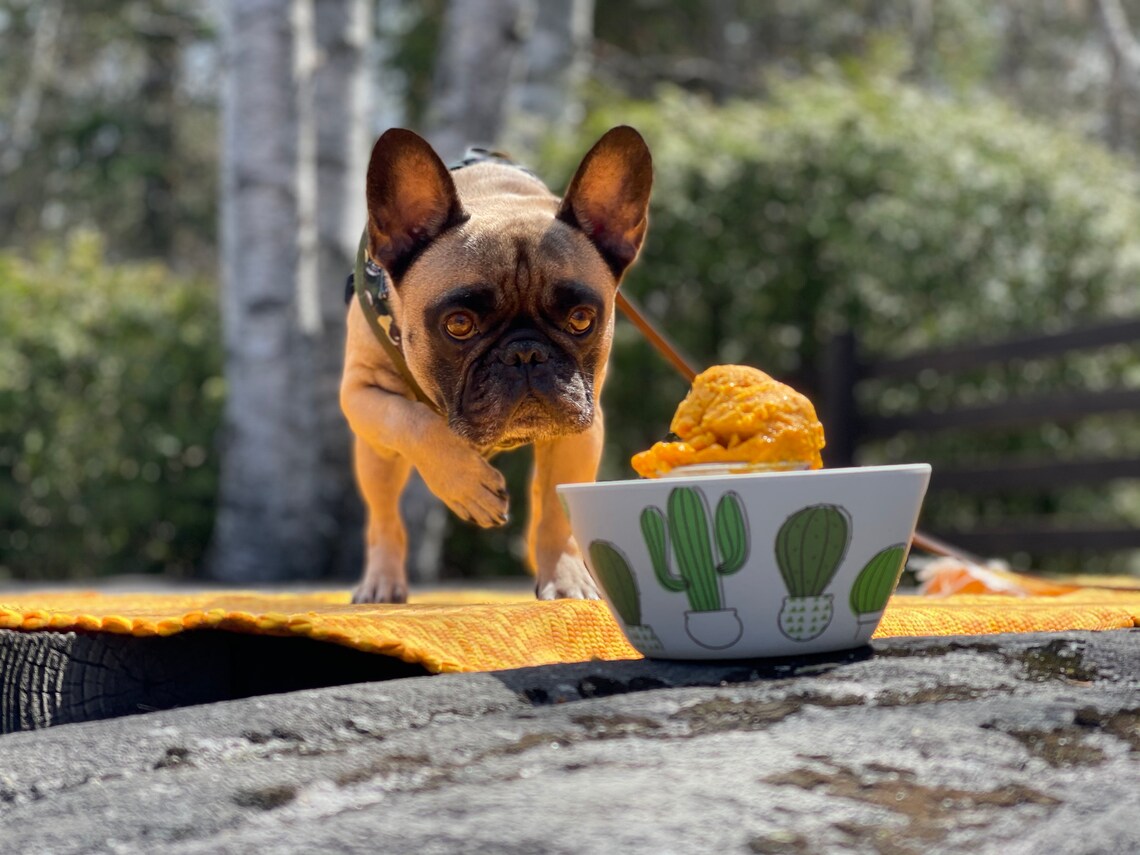 Naturbelassenes Kürbis Eis für Hunde Etsy