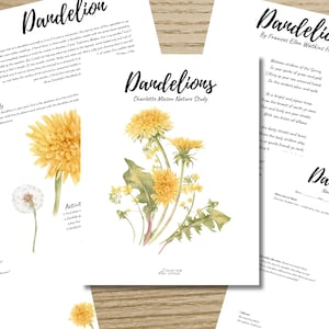 Puede incluir: Una colección de hojas de papel blanco con la palabra "Dandelion" en caligrafía. Las hojas incluyen ilustraciones botánicas de dientes de león en varias etapas, desde el capullo hasta la cabeza de la semilla, y texto relacionado con el estudio de la naturaleza.