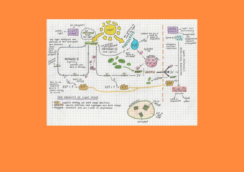 Respiration and Photosynthesis Notes Leaving Cert Biology Etsy