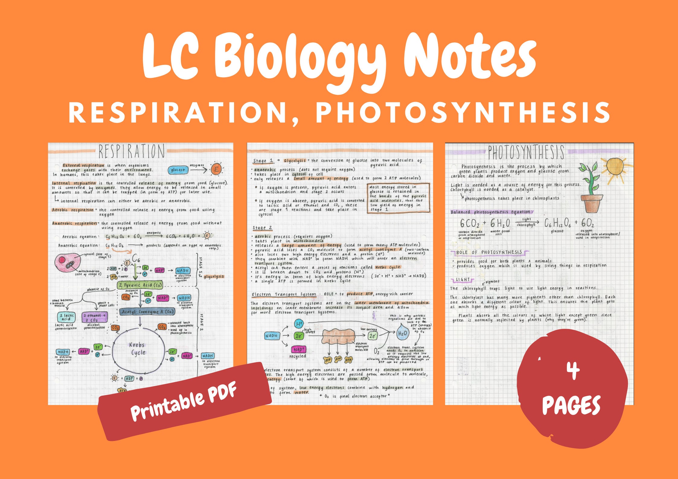 Respiration and Photosynthesis Notes Leaving Cert Biology Etsy