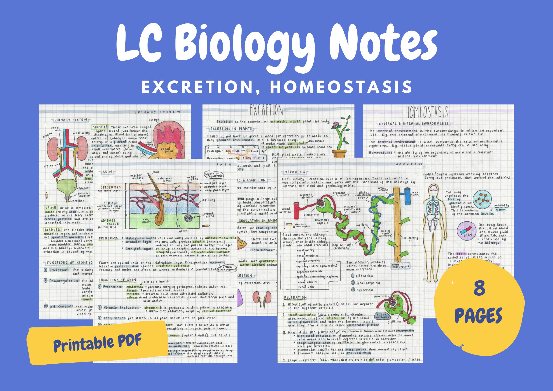 Excretion & Homeostasis Notes - Leaving Cert Biology
