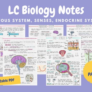 Könnte beinhalten: Bunt handgeschriebene Biologie-Notizen auf einem karierten Papierhintergrund. Die Notizen behandeln das Nervensystem, die Sinne und das Hormonsystem. Die Notizen beinhalten Diagramme und Illustrationen. Der Titel der Notizen lautet "LC Biology Notes".