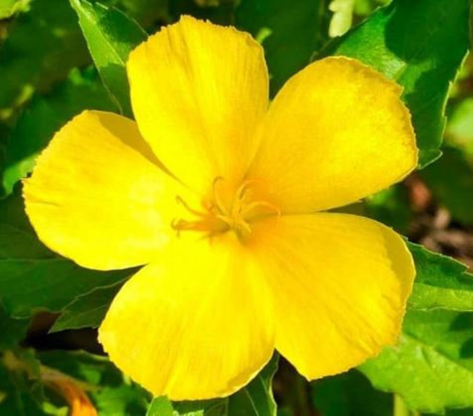 Yellow Turnera Buttercup Butterfly Bush Etsy