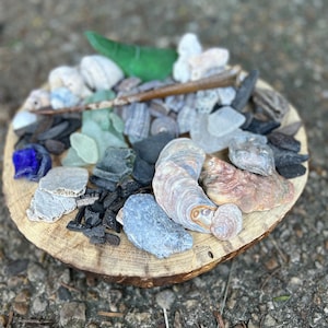 1lb Beach Treasure Collection // Maryland // Shells // Fossils