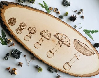 Etapas de la vida de Amanita- Quema de madera de hongos