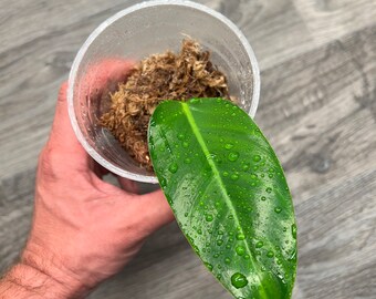 Philodendron Lehmannii - Rare Tropical Plant