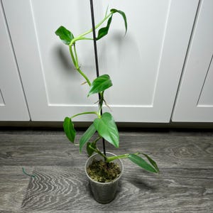 RARE Philodendron Oxapapense Aff Climbing Vine Aroid Tropical Collector  Plant  USA SELLER - Etsy